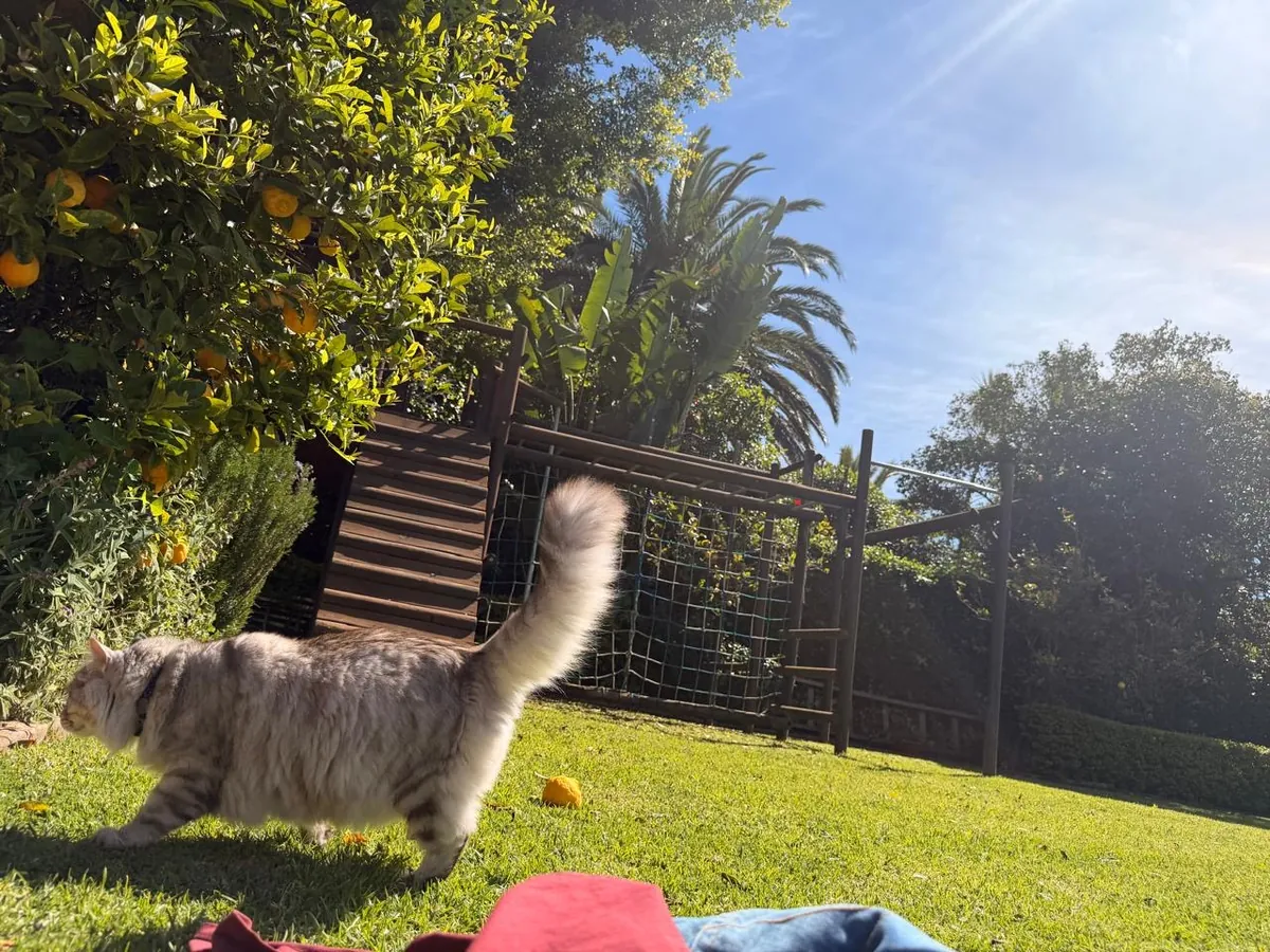 Cat crossing the lawn past the climbing frame