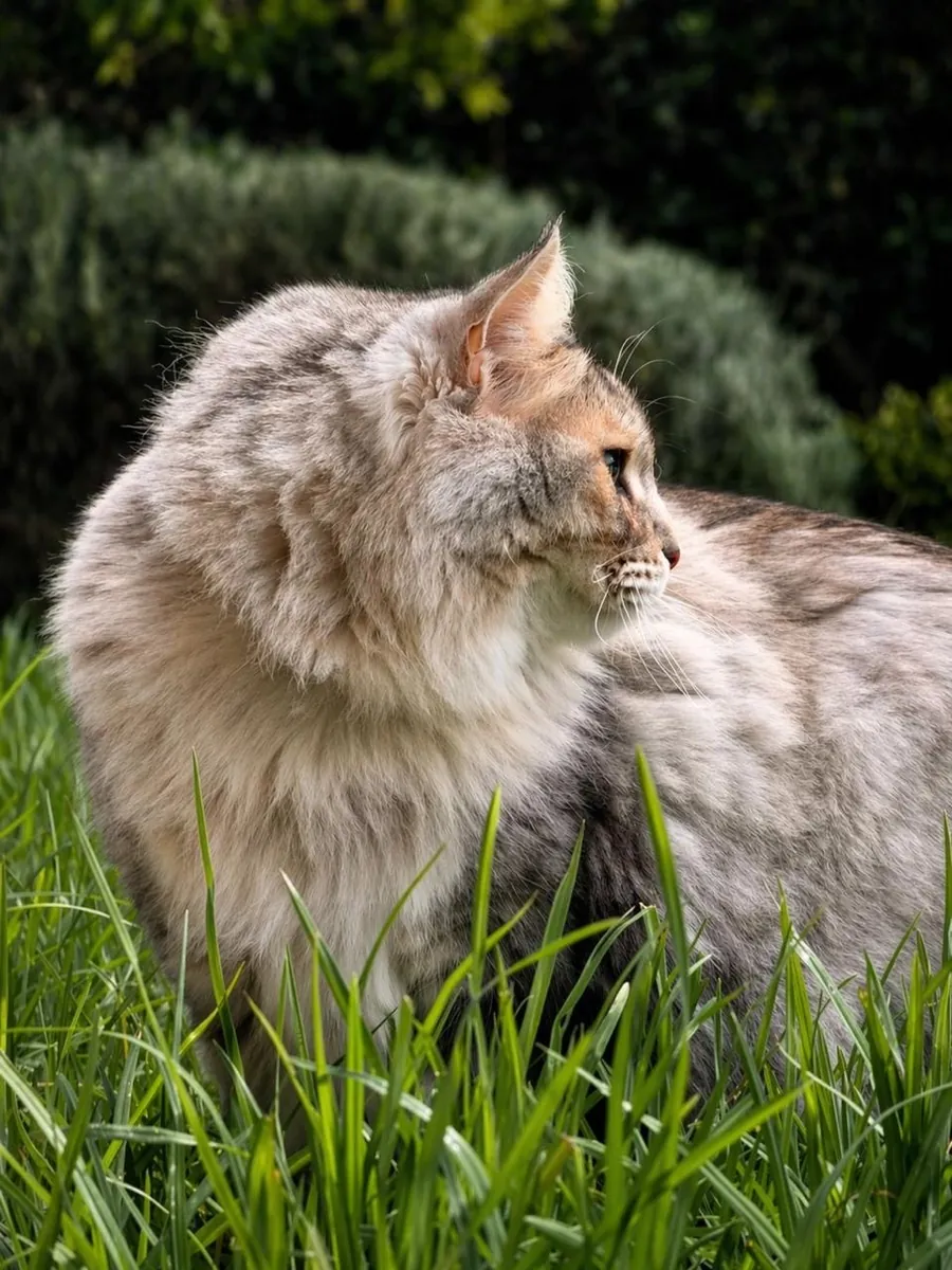 Cat in profile, watching the garden from the grass