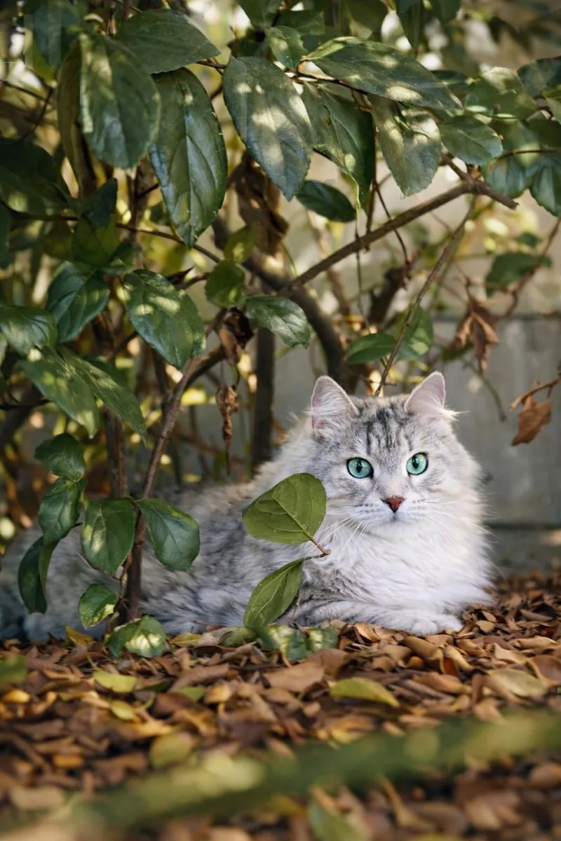 Cat peeking out from under a garden shrub