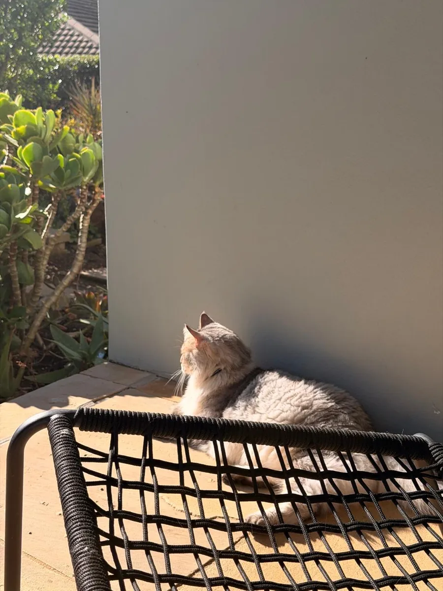 Cat sunbathing on a patio chair