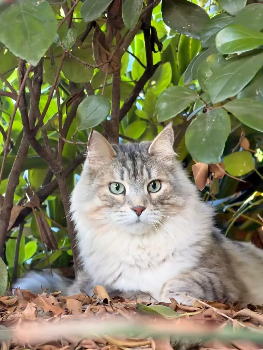 One of our own cats in the garden