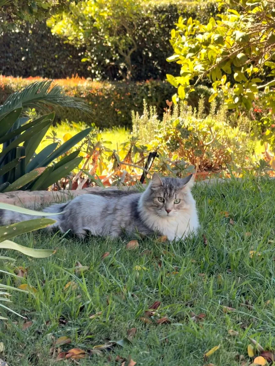 Cat lying on the lawn beside the flower bed