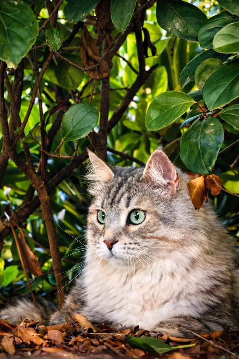 Close-up of a cat in the leaves