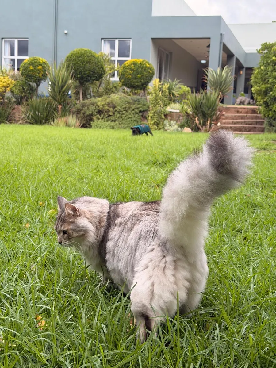 Cat strolling across the lawn, tail up