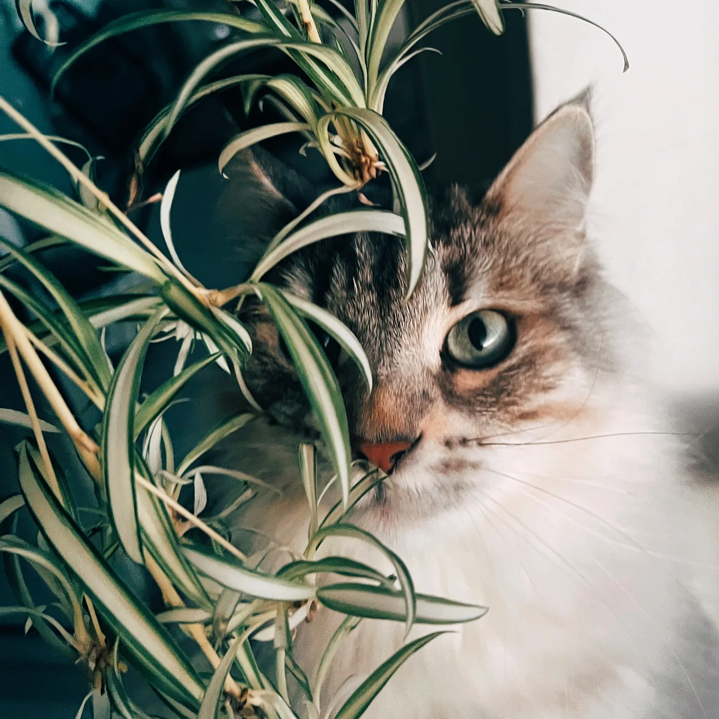Cat peering through a spider plant