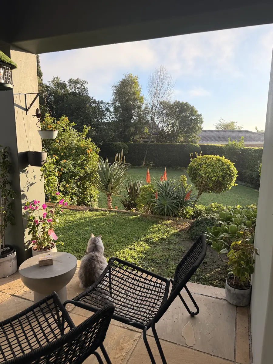 Cat surveying the garden from the patio at golden hour