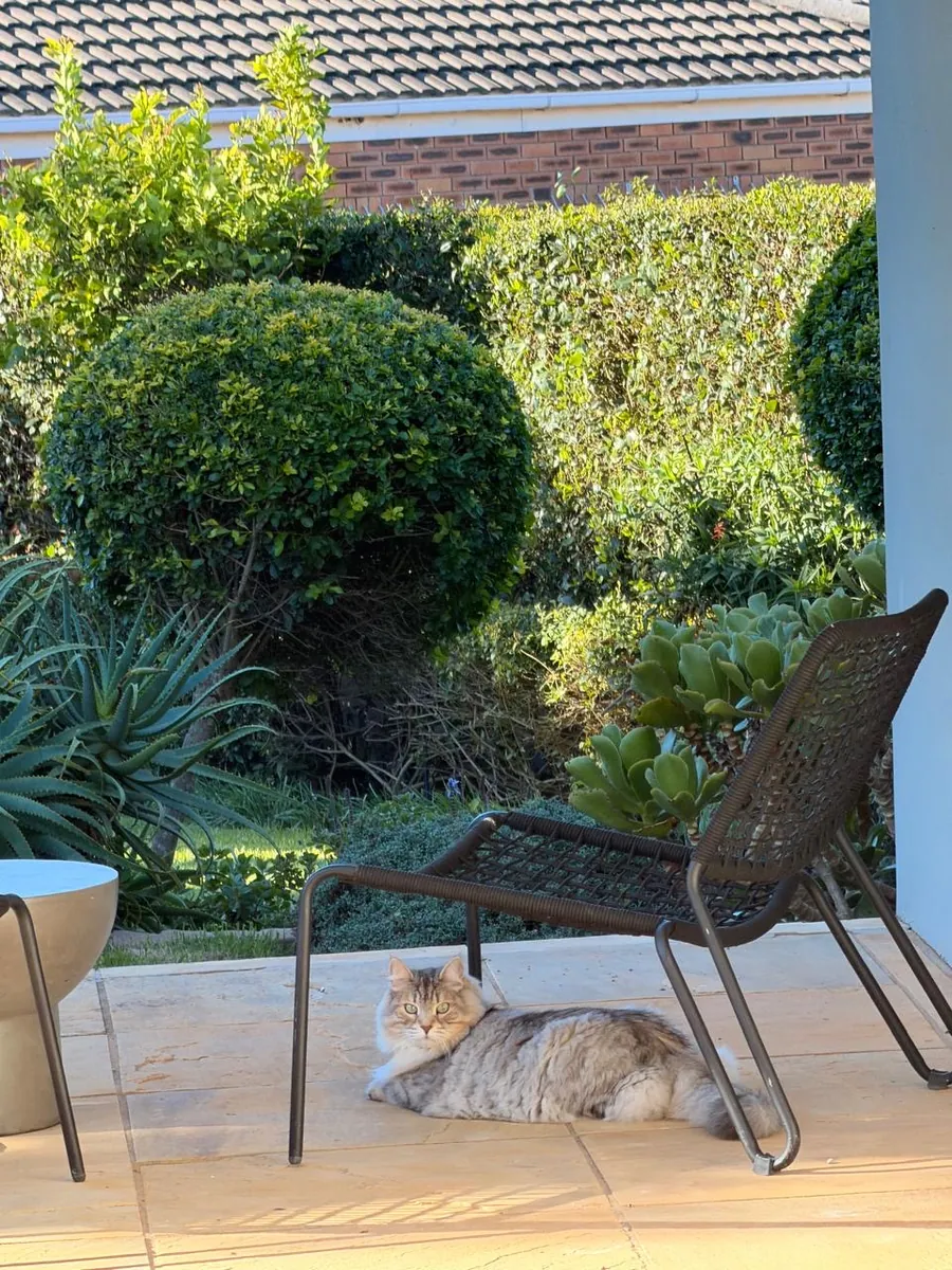Cat relaxing on the patio flagstones